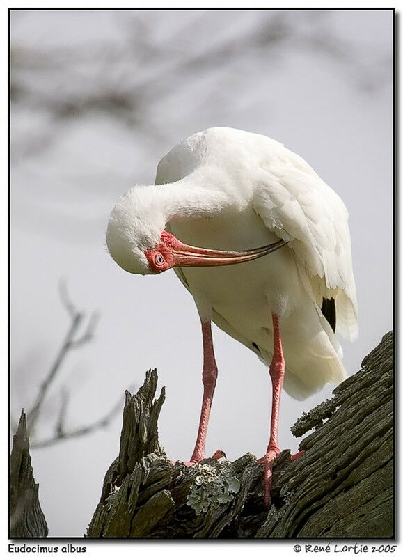 Ibis blanc