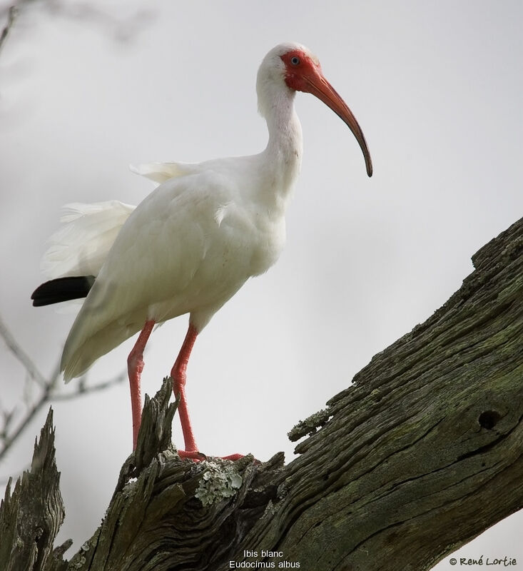 Ibis blanc