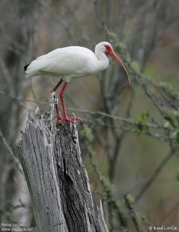 American White Ibisadult, identification