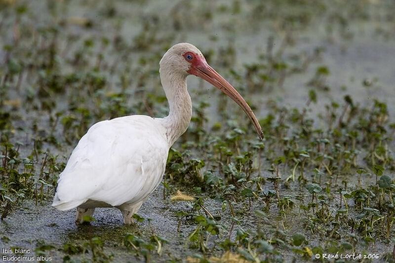 Ibis blanc