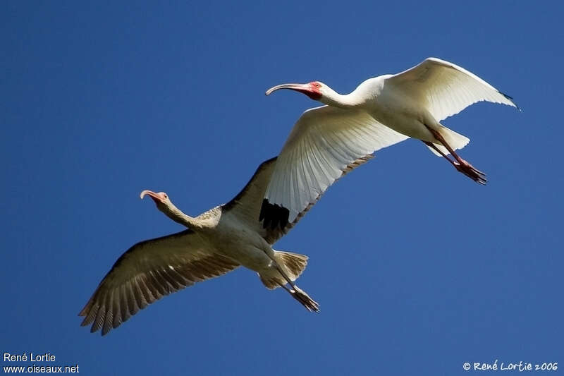 American White Ibis, pigmentation, Flight