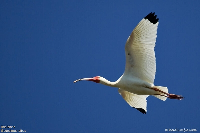 Ibis blancadulte nuptial