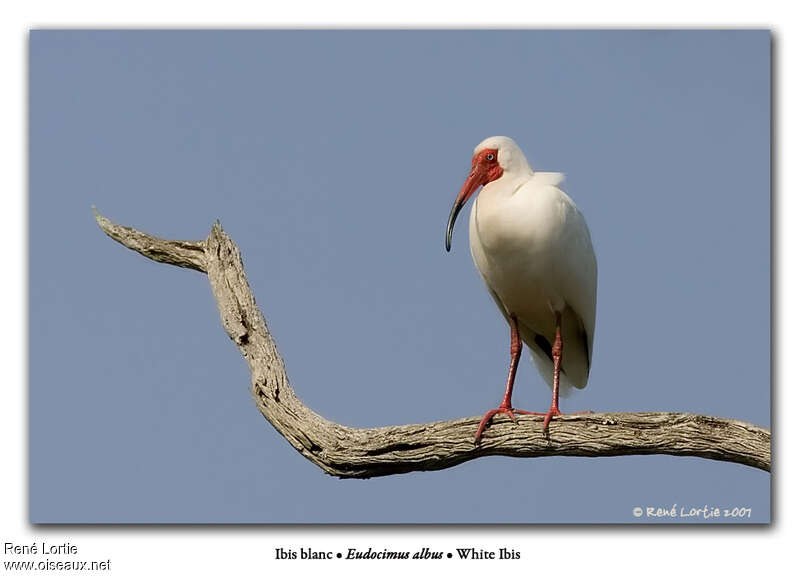 Ibis blancadulte nuptial, identification