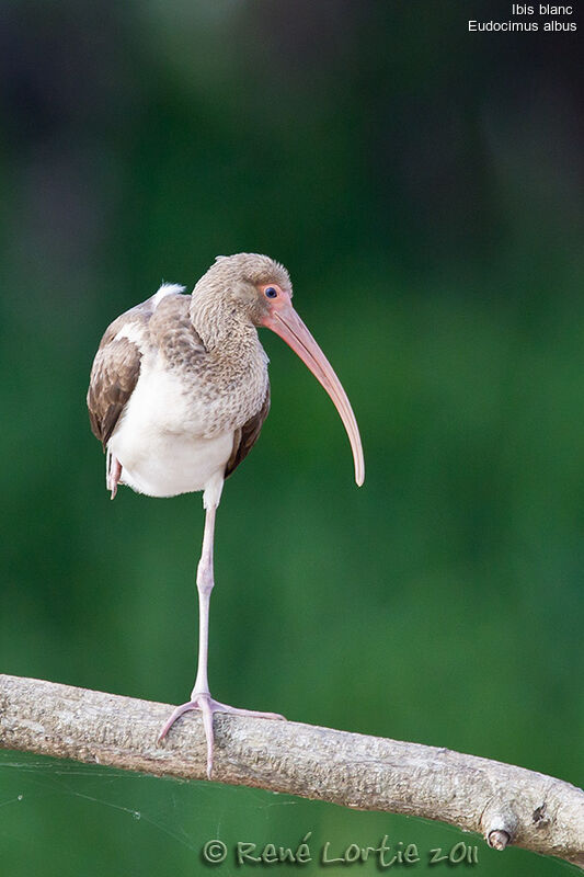 American White Ibisjuvenile, identification