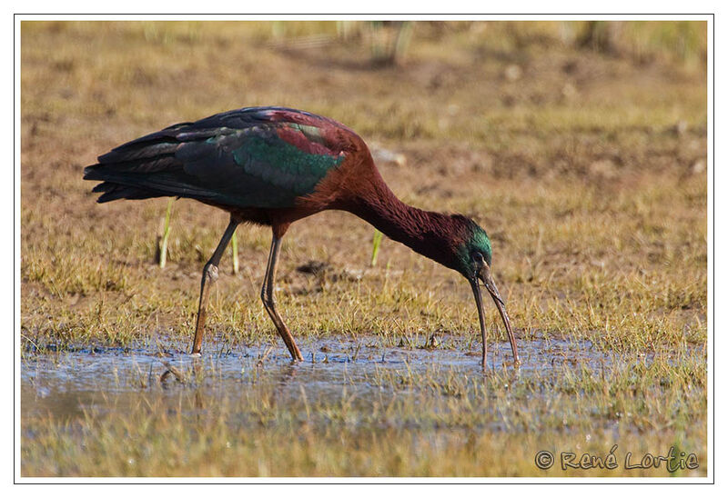 Glossy Ibis, identification