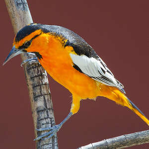 Oriole de Bullock