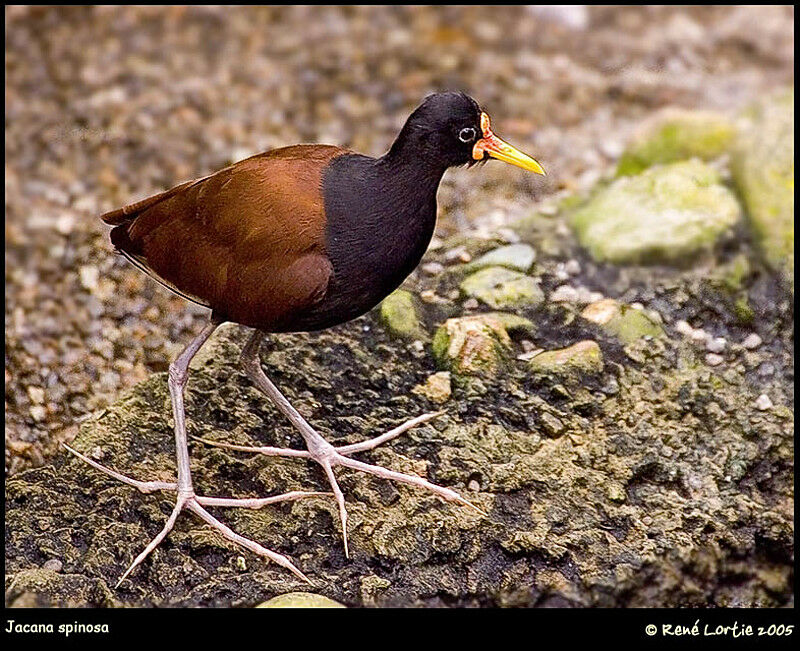 Northern Jacana