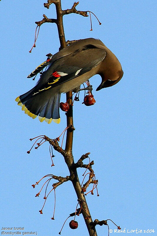 Bohemian Waxwing