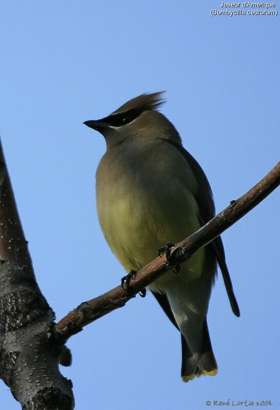 Cedar Waxwing