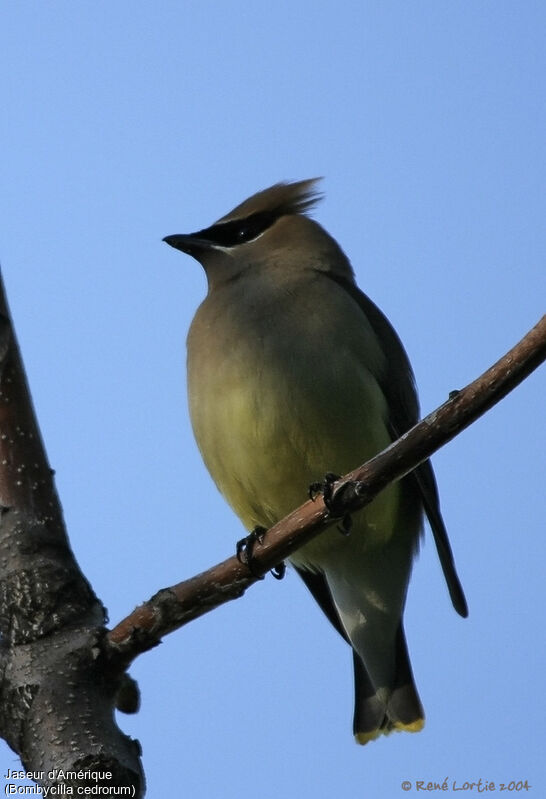 Cedar Waxwing