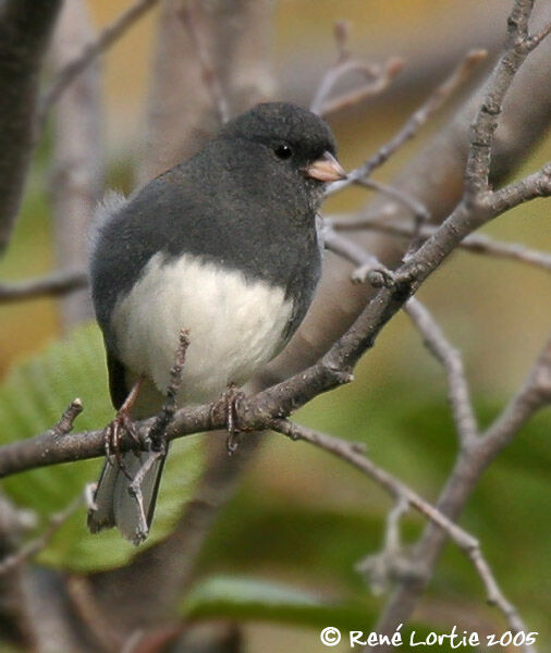 Junco ardoisé