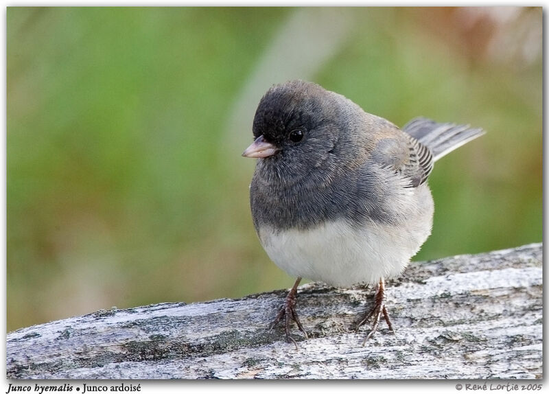 Junco ardoisé