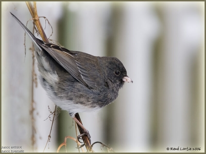 Junco ardoisé femelle