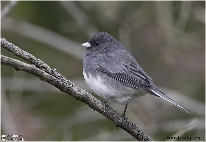 Junco ardoisé mâle adulte nuptial