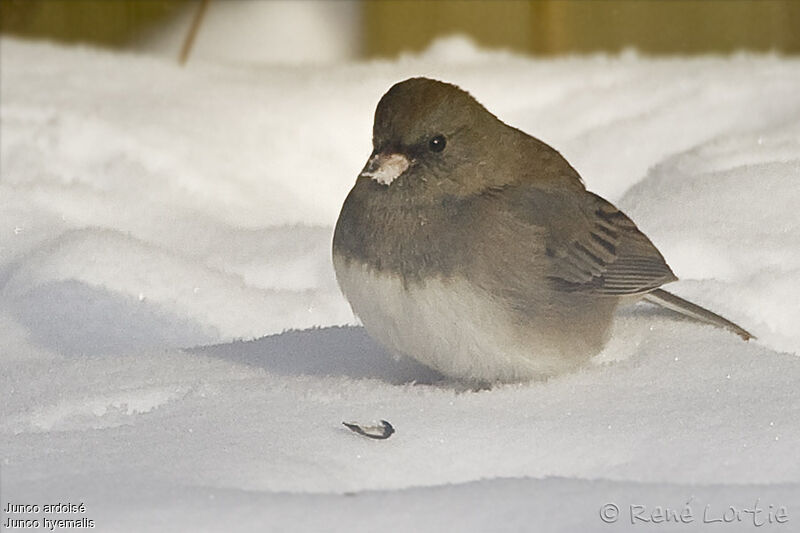 Junco ardoiséadulte