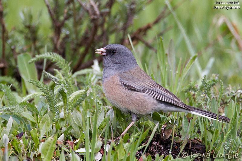 Dark-eyed Junco male adult, identification