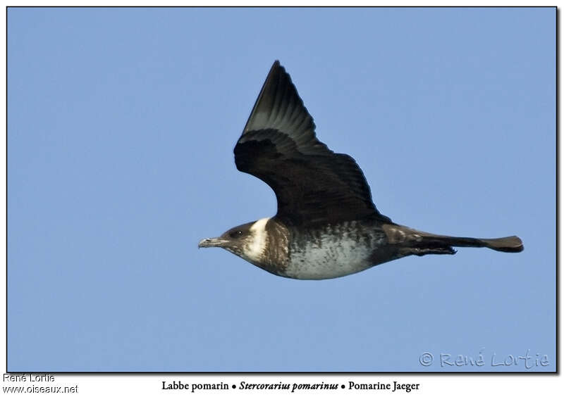 Pomarine Jaegeradult post breeding