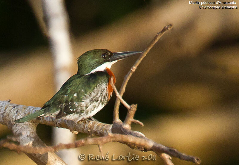 Martin-pêcheur d'Amazonie mâle adulte, identification