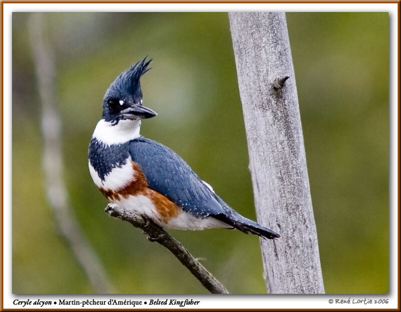 Belted Kingfisher female adult