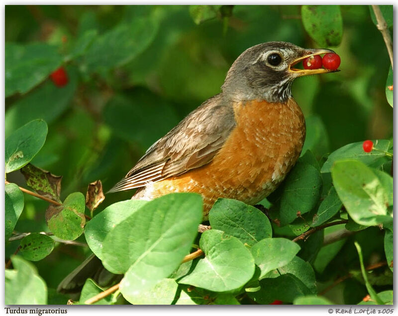 American Robin