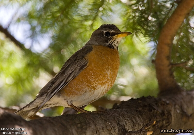 American Robinadult