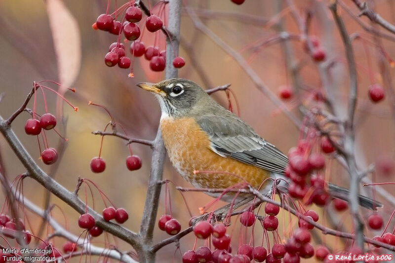 American Robin