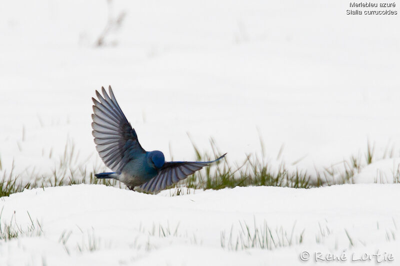 Mountain Bluebird male adult, identification