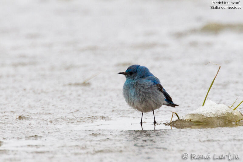 Mountain Bluebird male, identification