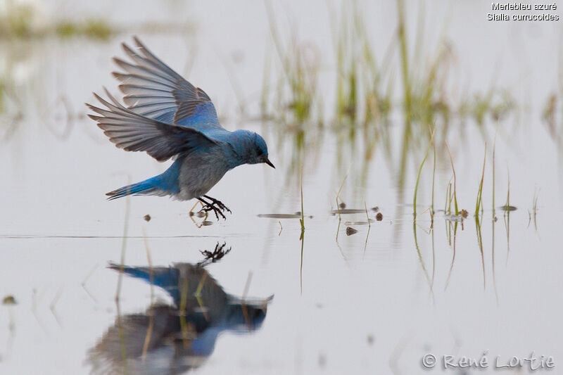 Mountain Bluebird male, Flight