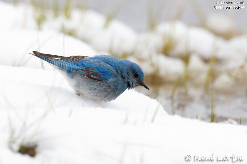 Mountain Bluebird male, identification