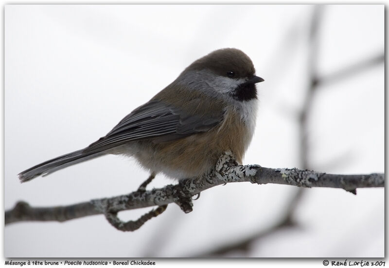 Mésange à tête bruneadulte