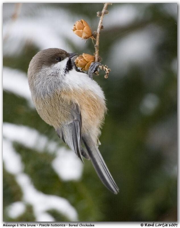 Mésange à tête bruneadulte