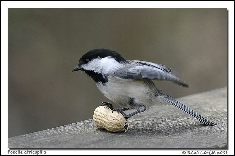 Mésange à tête noire