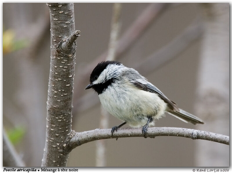 Mésange à tête noire