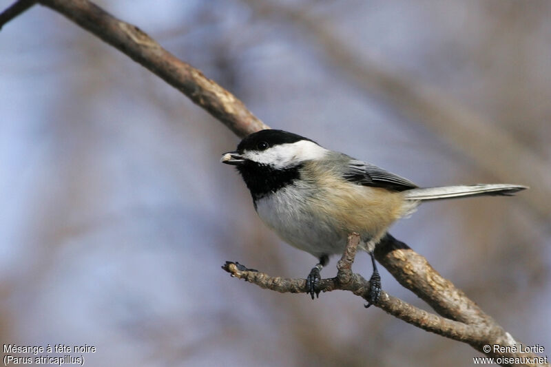 Black-capped Chickadee