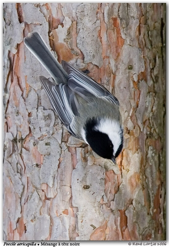 Mésange à tête noire