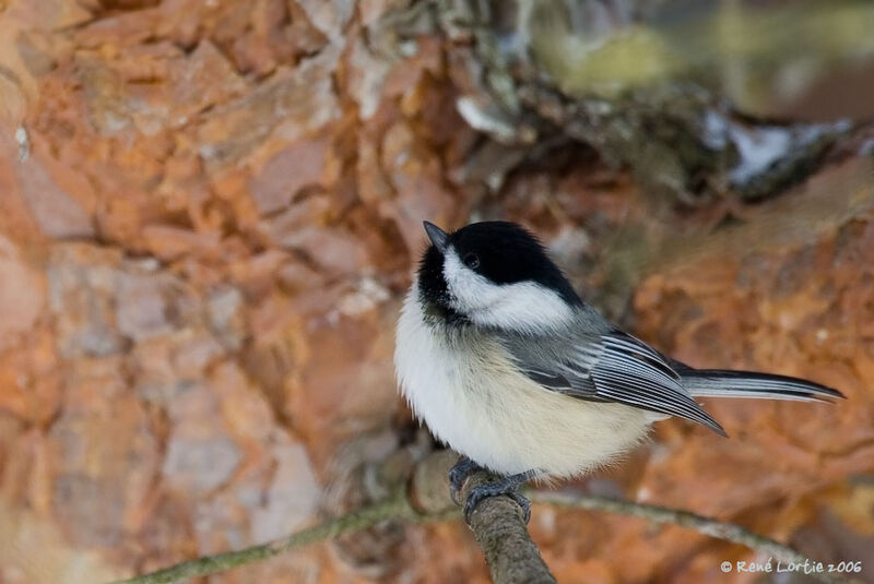 Black-capped Chickadee