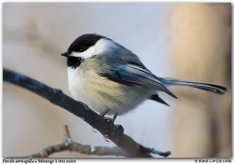 Mésange à tête noire