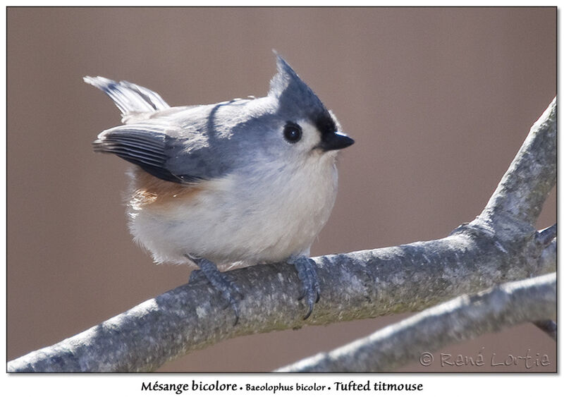 Tufted Titmouseadult, identification