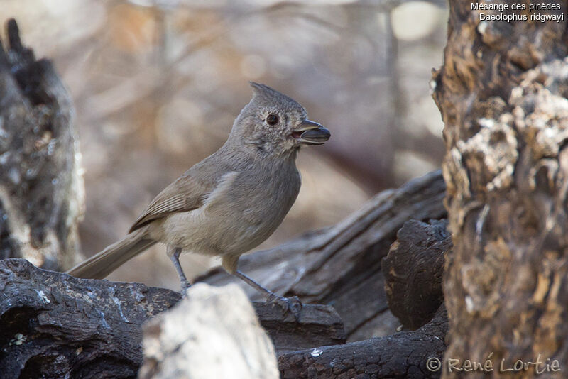 Mésange des pinèdesadulte, identification