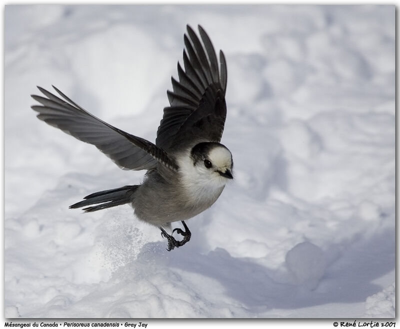 Canada Jayadult