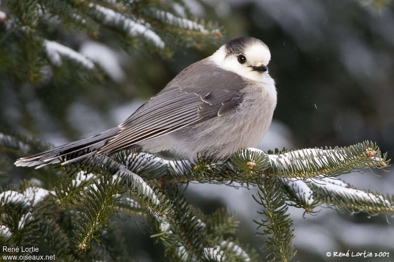 Mésangeai du Canadaadulte, identification