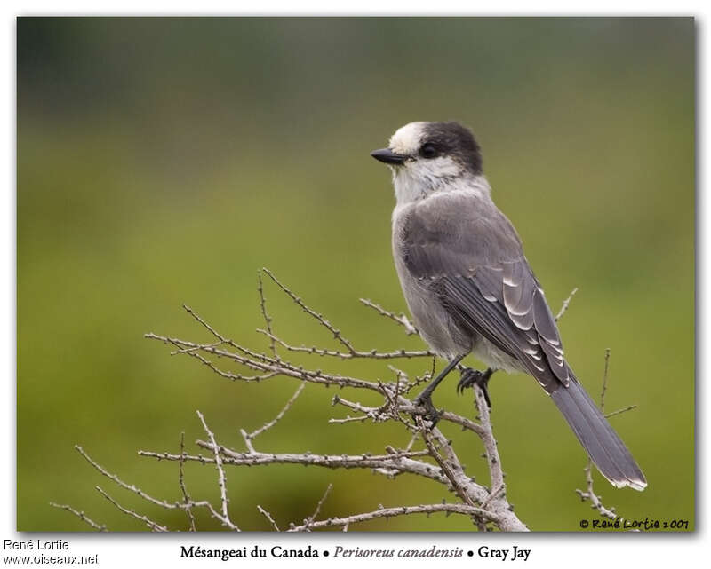 Mésangeai du Canadaadulte nuptial, identification