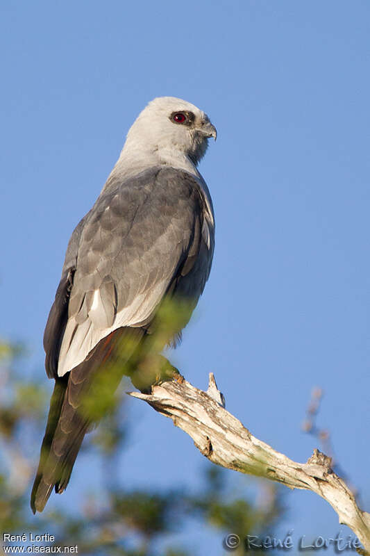 Mississippi Kiteadult, identification