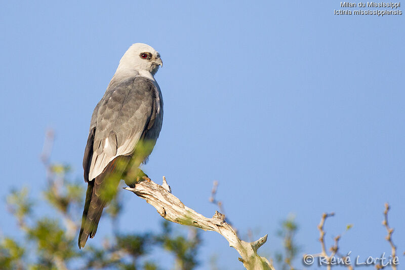 Mississippi Kiteadult, identification