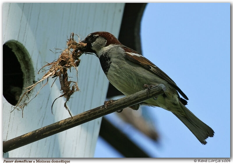 House Sparrow