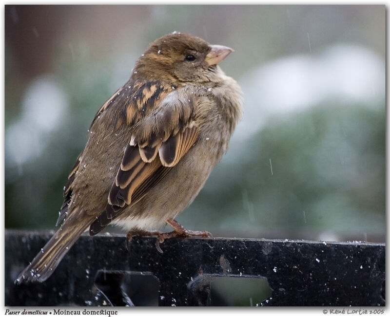 Moineau domestique