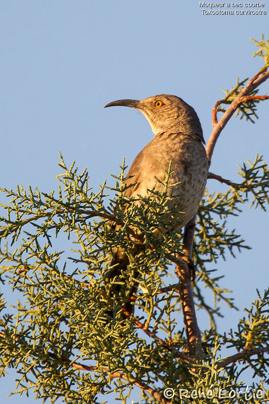 Moqueur à bec courbeadulte, identification