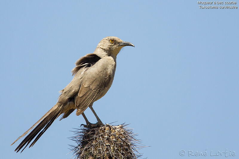 Curve-billed Thrasheradult, identification