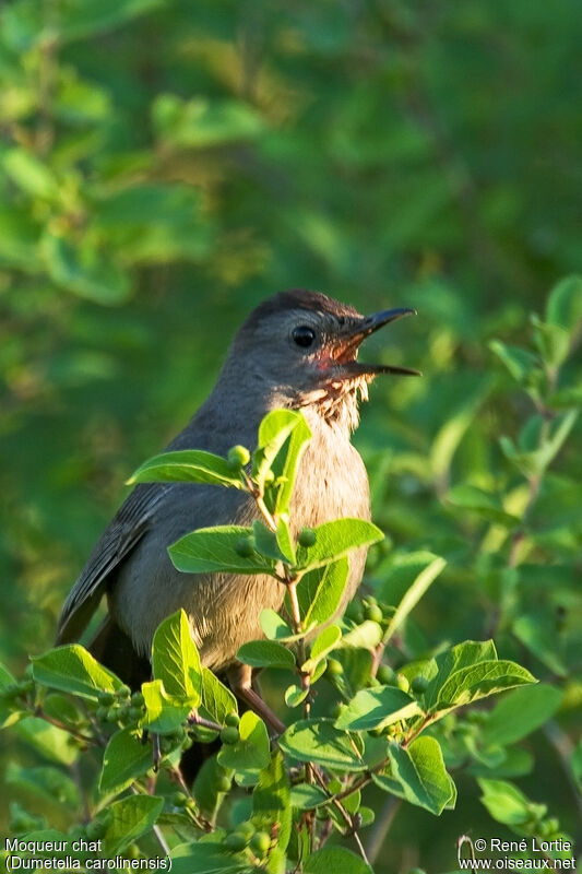 Grey Catbird